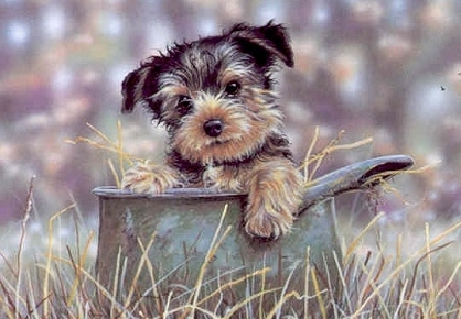 Yorkie 5